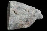Polished Dinosaur Bone (Gembone) Section - Colorado #73043-2